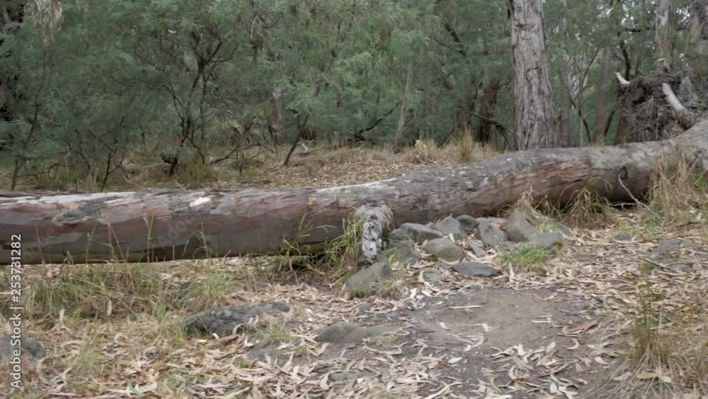 Fallen river gum tree laying across a bush track. PAN SHOT. Fallen river gum tree laying across a bush track. PAN SHOT.
