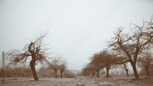 Wallpaper Mural Obstbäume im Winter Torontodigital.ca