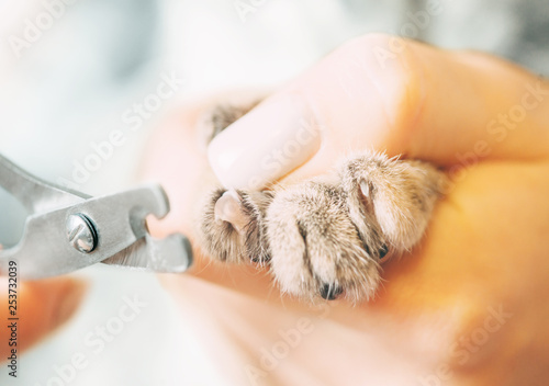 Veterinarian trimming claws of cat with clippers. photo