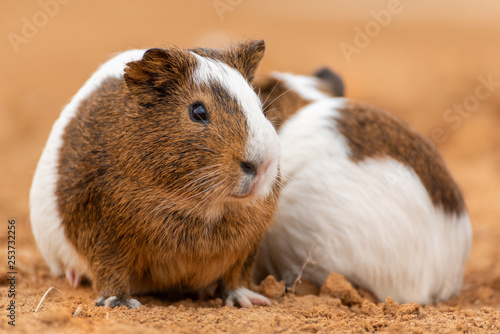 Two cute guinea pigs