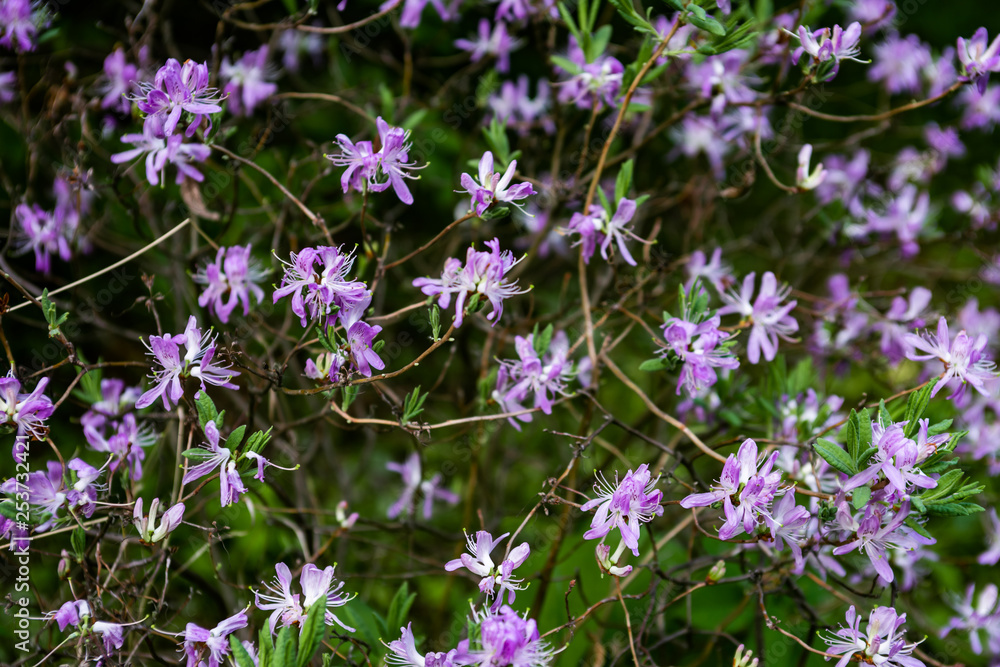 Purple Rhododendron canadense flowers Purple Rhododendron canadense flowers