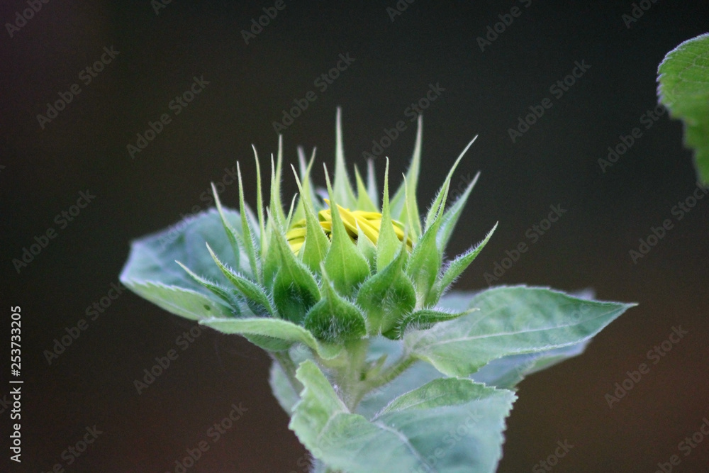 Helianthus annuus Nanus, sunflower bud Helianthus annuus Nanus, sunflower bud