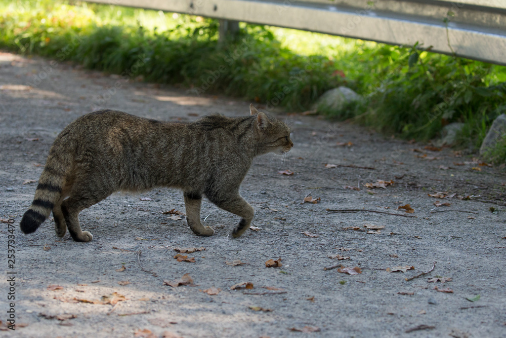 Obraz premium Eine Wildkatze in der Seitenansicht quert einen Weg