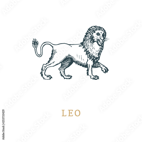 Leo zodiac symbol, hand drawn in engraving style. Vector graphic retro illustration of astrological sign Lion.