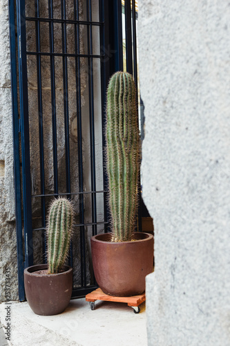 Two big huge cacti plants and an iron door on a white wall. 