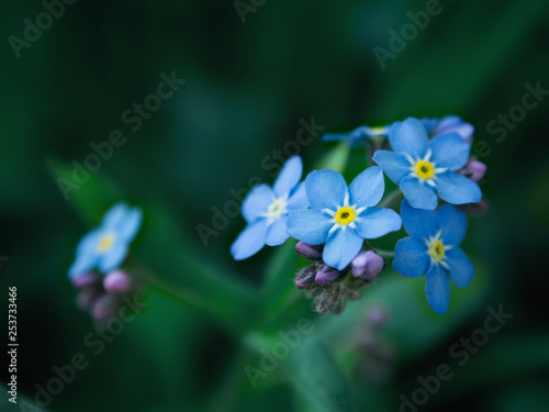 Blue forget me not flowers close up