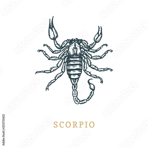 Scorpio zodiac symbol, hand drawn in engraving style. Vector graphic retro illustration of astrological sign Scorpion. © vladayoung