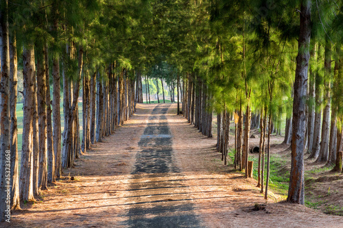 Streets and corridors with pine trees in the park.