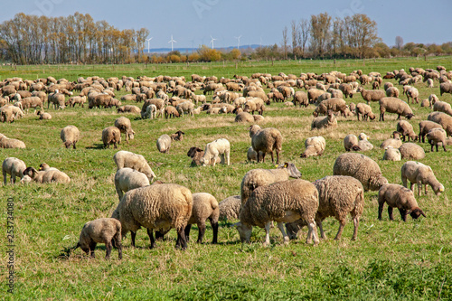 Moutons de prés salés en baie de Somme. Picardie. France © guitou60