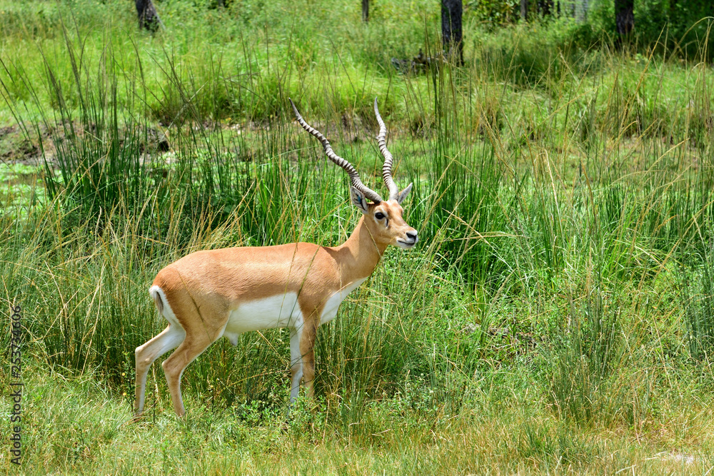 Antilope Antilope