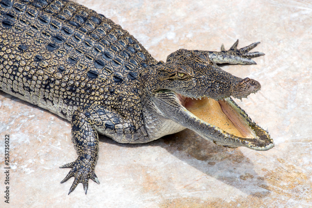 Naklejka premium Crocodiles are opening the mouth, cooling the body.