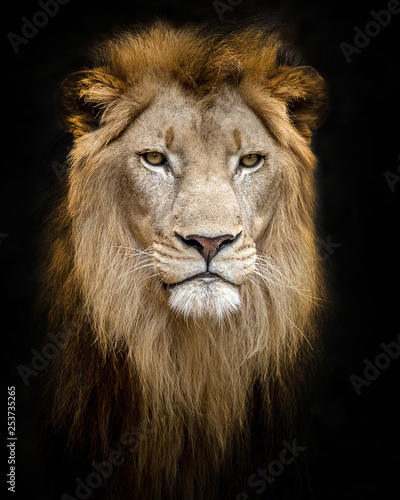 Lion face isolated on a black background. © MrPreecha