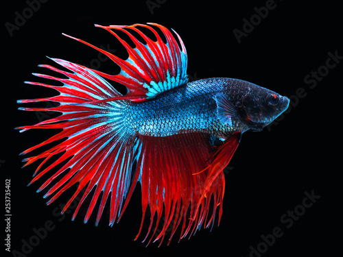 Colorful Siamese fighting fish on a black background.