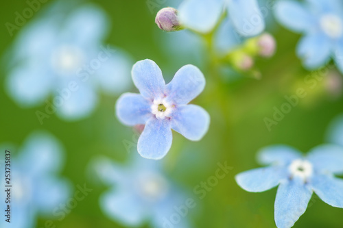 Macro photography. Small flowers pale blue forget-me-nots. Horizontal macro photography