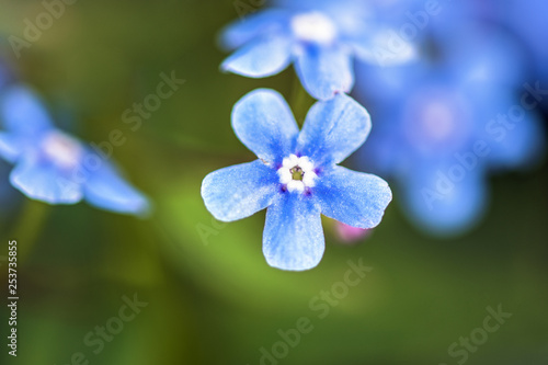 Wallpaper Mural Macro photography. Small flowers pale blue forget-me-nots. Horizontal macro photography Torontodigital.ca