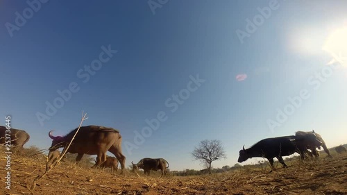 Wide low angle perspective of African Cape Buffalo grazing in Africa, then a curious buffalo approaches and sniffs the camera