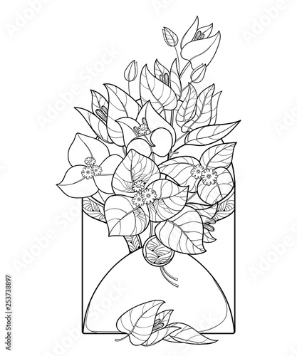 Fototapeta Naklejka Na Ścianę i Meble -  Bouquet of outline Bougainvillea flower bunch with bud and leaf in open envelope in black isolated on white background. 
