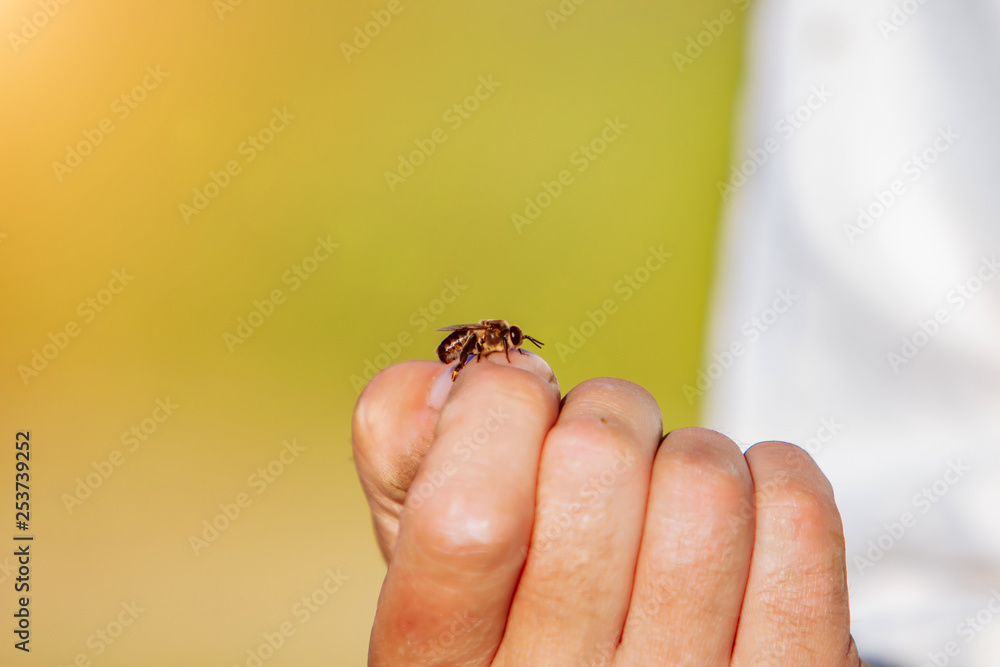 Obraz premium The beekeeper examines bees in honeycombs. Hands of the beekeeper. The bee is close-up.