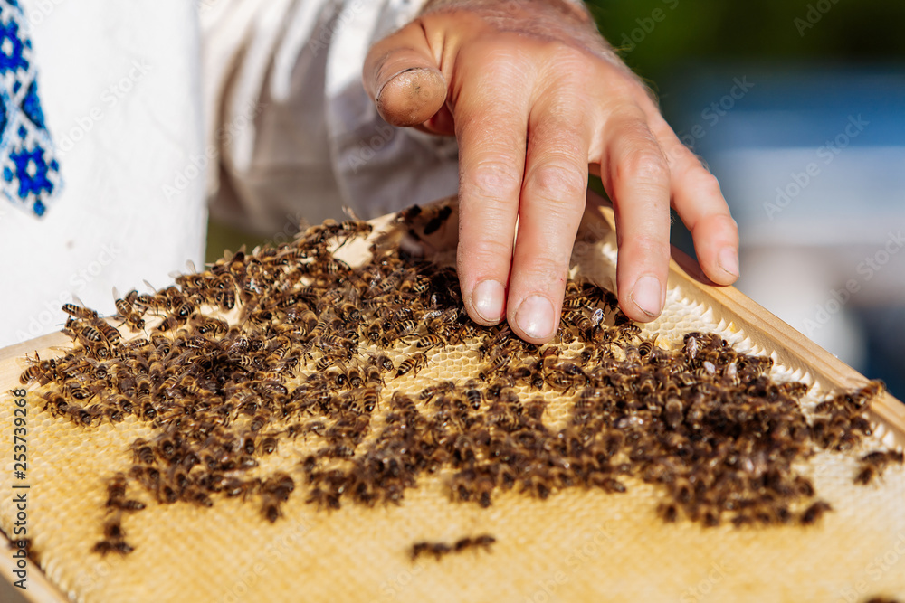 Working bees on honeycomb. Frames of a bee hive. Apiculture Working bees on honeycomb. Frames of a bee hive. Apiculture