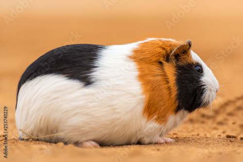 A guinea pig on the yellow land
