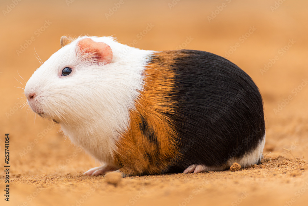Fototapeta premium A guinea pig on the yellow land