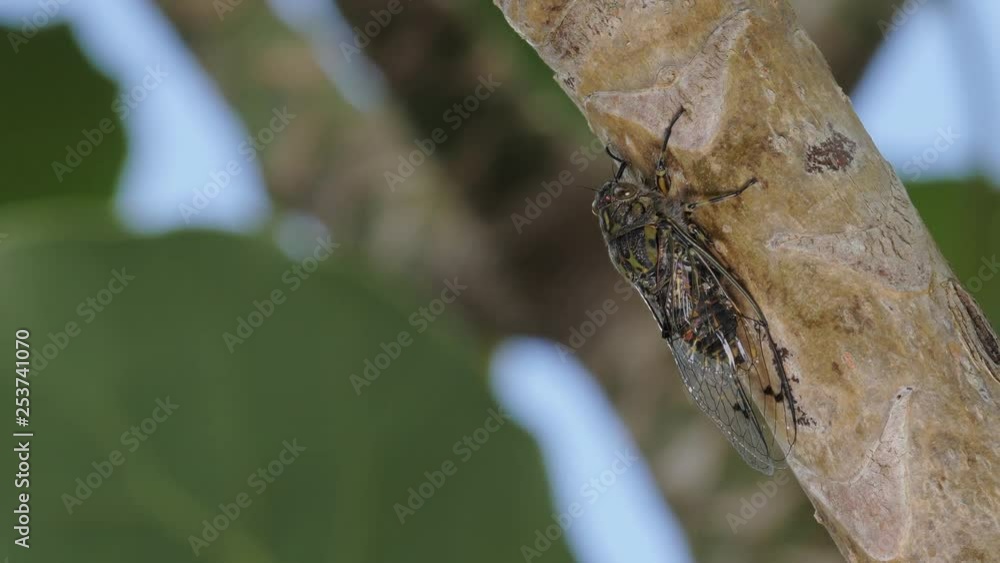 new zealand endemic chorus cicada insect sitting on tree branch calling to attract females new zealand endemic chorus cicada insect sitting on tree branch calling to attract females