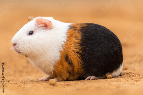 A guinea pig on the yellow land