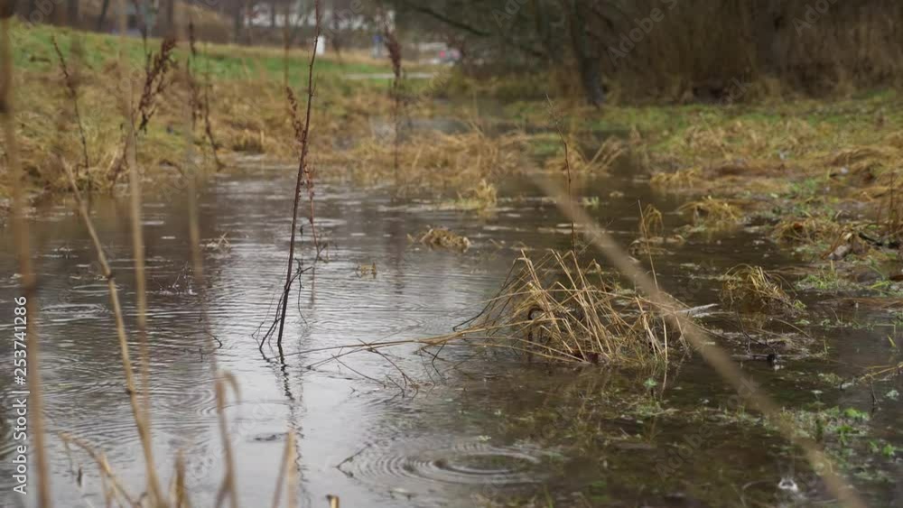 4K, Big Puddle At Side Of The Road During Light Rain With Phragmites Around In Autumn. 4K, Big Puddle At Side Of The Road During Light Rain With Phragmites Around In Autumn.