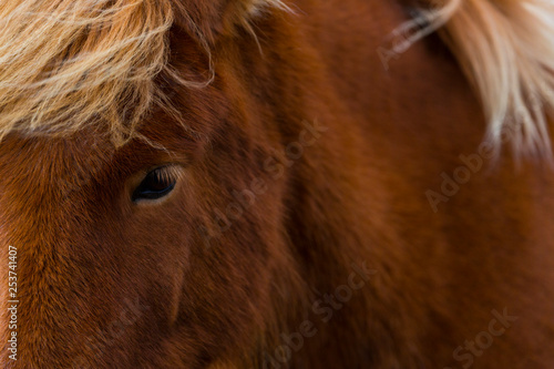 Icelandic horses, Iceland, Europe