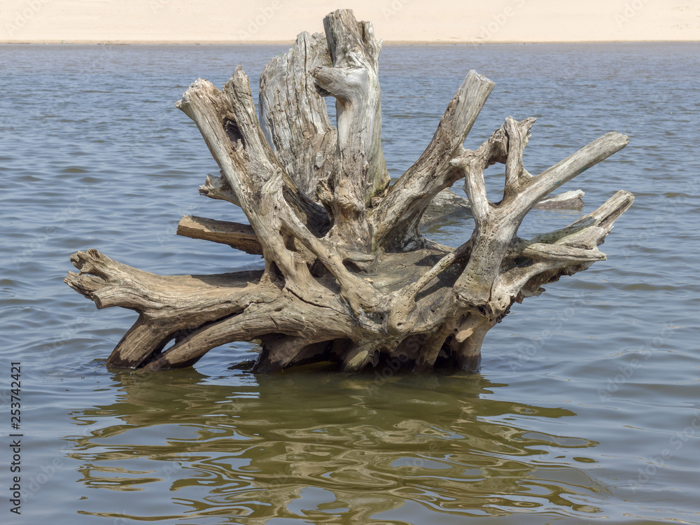driftwood in the water at the beach