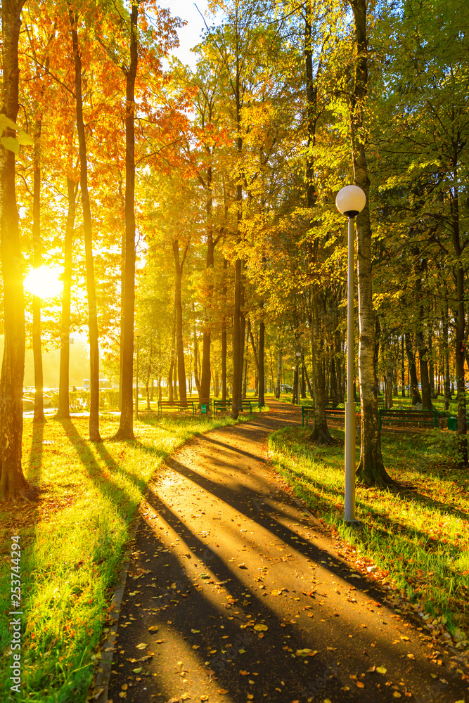 Obraz premium Autumn and yellow maple leaves in The new park of Moscow, fresh paths and the sun's rays through the crowns of trees. Vnukovo.