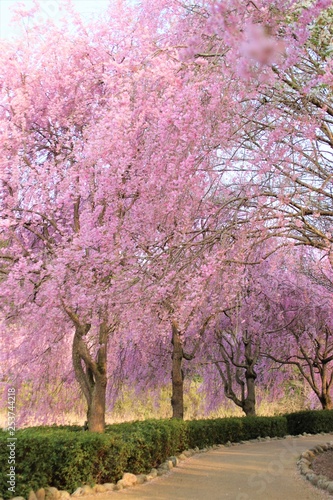 風土記の丘の桜