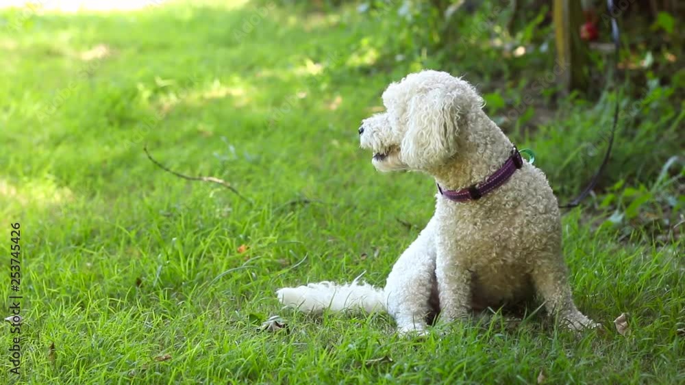 Beautiful small dog sits quietly on the grass looking towards negative space, STATIC Beautiful small dog sits quietly on the grass looking towards negative space, STATIC