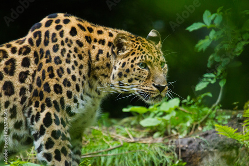 фотографія Amurleopard (Panthera pardus orientalis)