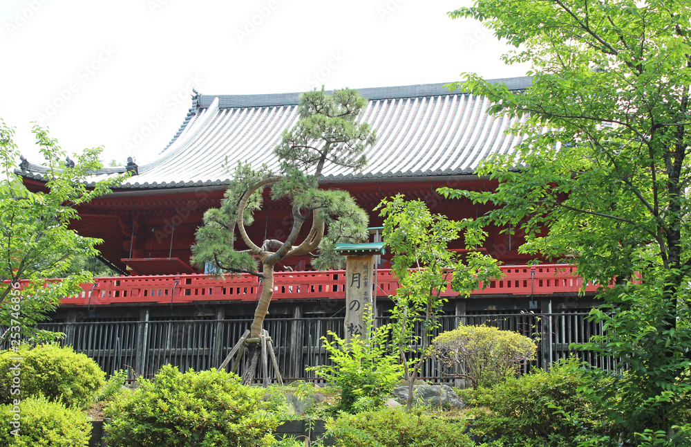 清水観音堂 月の松 上野公園 清水観音堂 月の松 上野公園