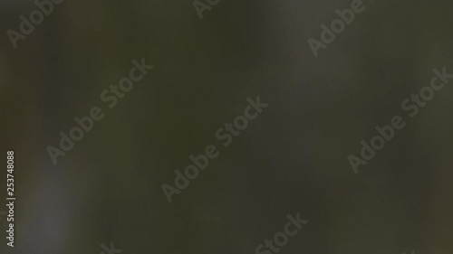 The Hoia-Baciu Forest, one of the World’s Most Haunted Forest situated near Cluj-Napoca, Romania and is often referred to as the Bermuda Triangle of  Romania. Pan left video