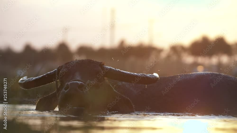 A Water Buffalo lies submerged in water splashing around on a Vietnamese farm. A Water Buffalo lies submerged in water splashing around on a Vietnamese farm.