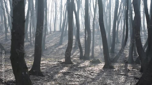 The Hoia-Baciu Forest, one of the World’s Most Haunted Forest situated near Cluj-Napoca, Romania and is often referred to as the Bermuda Triangle of Romania. Pan right video of trees and fog