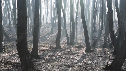The Hoia-Baciu Forest, one of the World’s Most Haunted Forest situated near Cluj-Napoca, Romania and is often referred to as the Bermuda Triangle of Romania