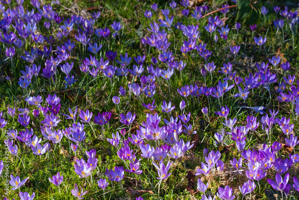 Fototapeta premium Blühende blaue Krokusse im Park