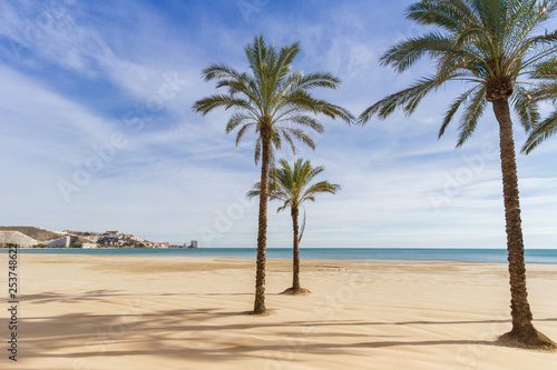 Mediterranean sea and palm tree in cullera beach