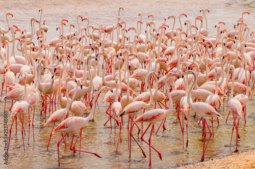 Pink flamingos in the lagoon Ras al Khor in Dubai, United Arab Emirates.