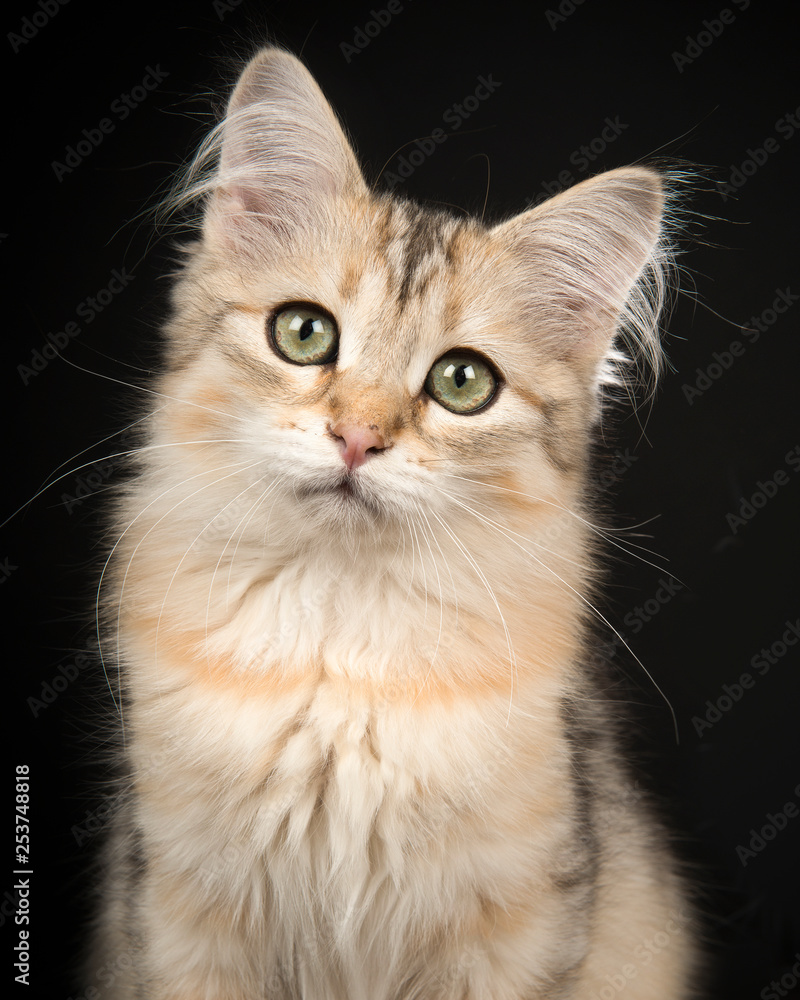 Cute siberian kitten portrait looking at the camera on a black background in a vertical image Cute siberian kitten portrait looking at the camera on a black background in a vertical image