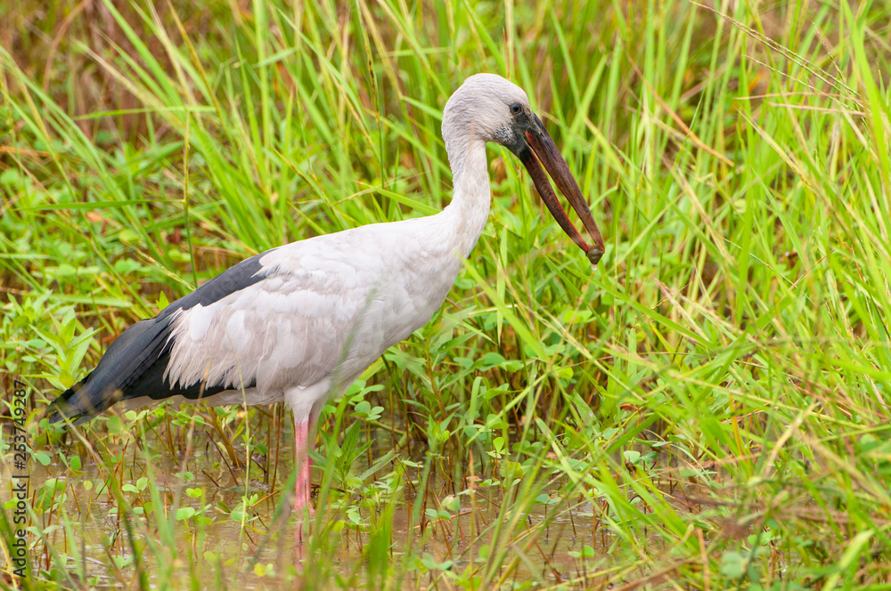 Asian Openbill (anastomus oscitans), Yala National Park, Sri Lanka, Asia. Asian Openbill (anastomus oscitans), Yala National Park, Sri Lanka, Asia.