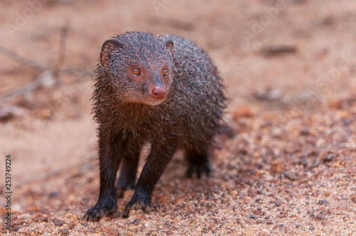 Ruddy mongoose (Herpestes smithii) in Yala national park in Sri Lanka.