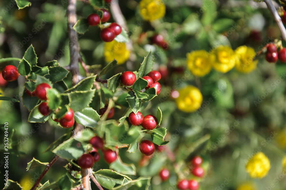 Detail of wild holly plant