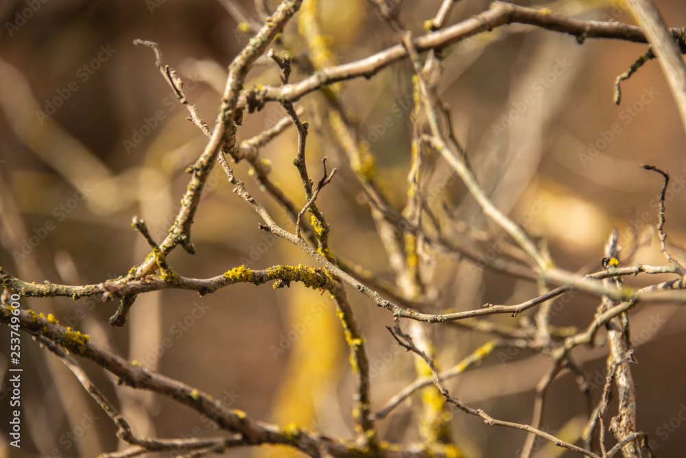 Branches of a tree intertwined Branches of a tree intertwined