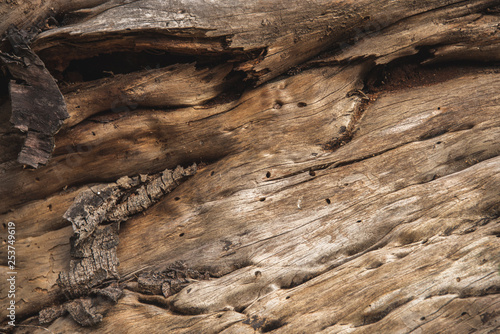 Background of a wood bark
