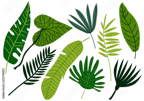 Tropical Leaves Set, Exotic Jungle Green Palm Tree Leaves Vector Illustration