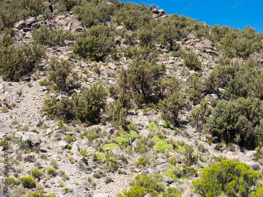 Quenoa forest, Polylepis tarapacana, the only vegetation that grows at 4000 meters altitude. Quenoa forest, Polylepis tarapacana, the only vegetation that grows at 4000 meters altitude.